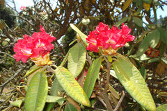 Rhododendron nilagiricum